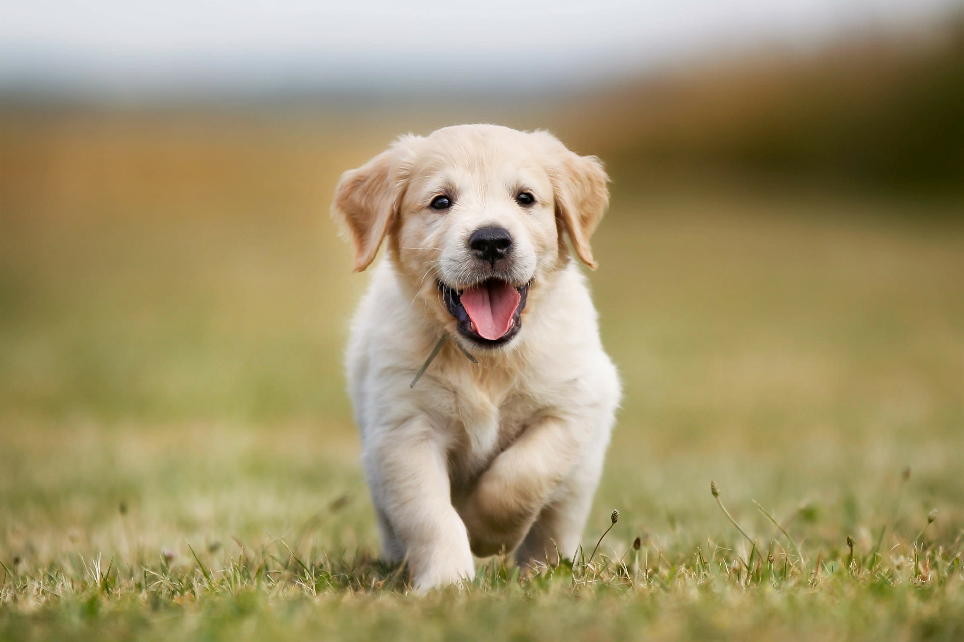Hello world test